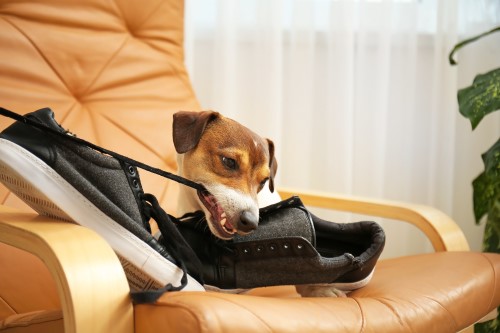 chien mange chaussures